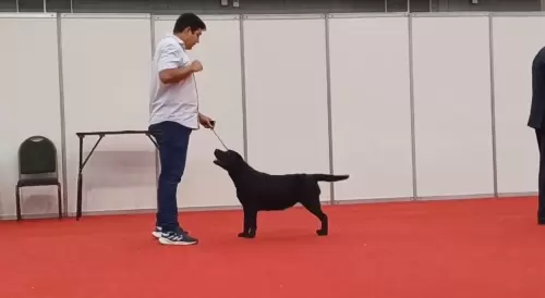Exposições